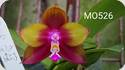 Phal. Mituo Princess YR 10